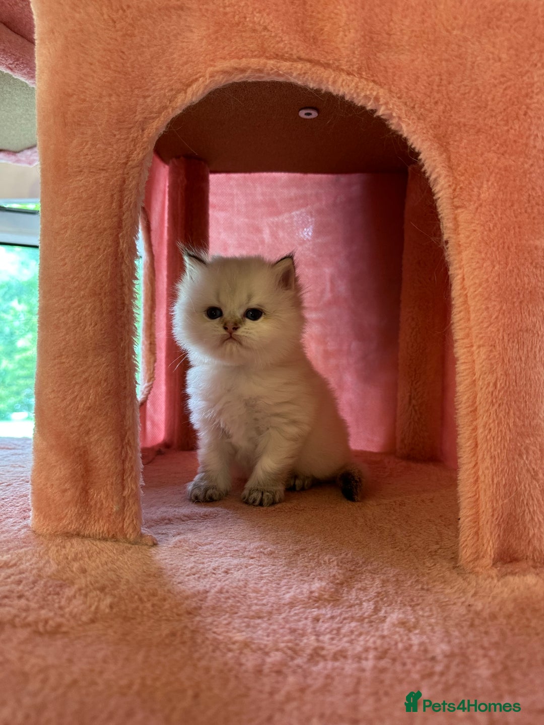 British Longhair cats for sale: TOP QUALITY BRITISH LONG HAIR KITTEN BOY  - Image 1