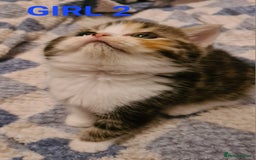 Persian cats for sale: Beautiful Persian X BSH Kittens  - Image 20