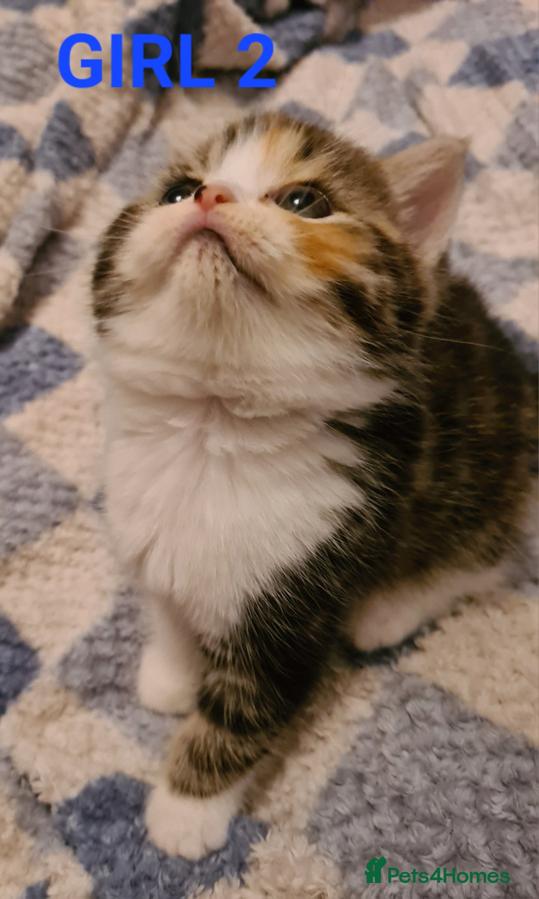 Persian cats for sale: Beautiful Persian X BSH Kittens  - Image 20