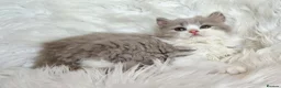 British Shorthair cats for sale: Stunning British shorthair kittens  - Advert 12