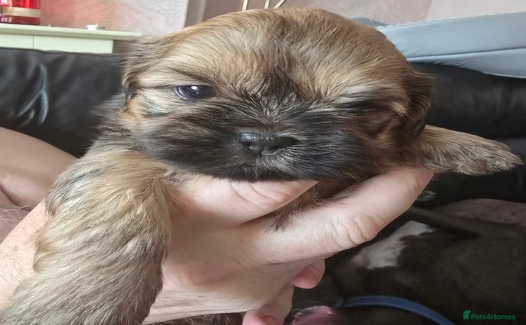 Shih Tzu dogs - Advert 3
