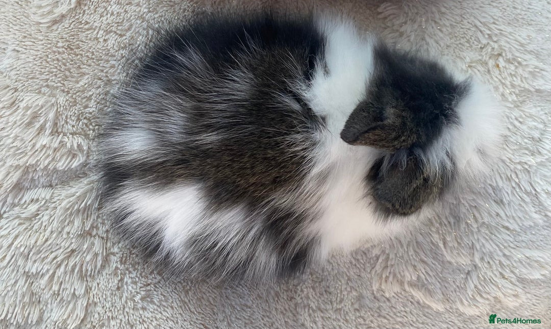 Lionhead rabbits for sale: Female Baby Lionhead Dwarf - Last One 6wks old - Image 2