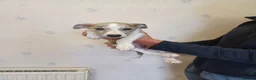 Whippet dogs for sale: KC Registered Puppies - Advert 18