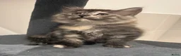 Maine Coon cats for sale: Absolutely gorgeous Maine Coon cross Kittens - Advert 24