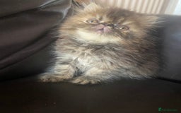 Exotic cats for sale: GCCF REG PKD FREE PEDIGREE EXOTICS - Image 19