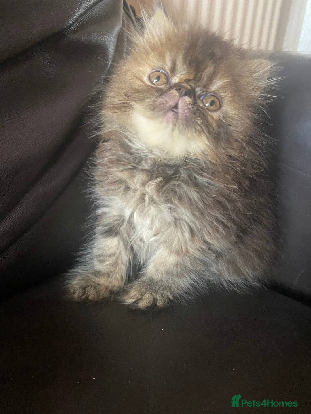Exotic cats for sale: GCCF REG PKD FREE PEDIGREE EXOTICS - Image 19