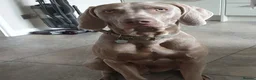 Weimaraner dogs for stud: '''''OAKLEY''''' 100% Proven Stud in Nottingham - Advert 2