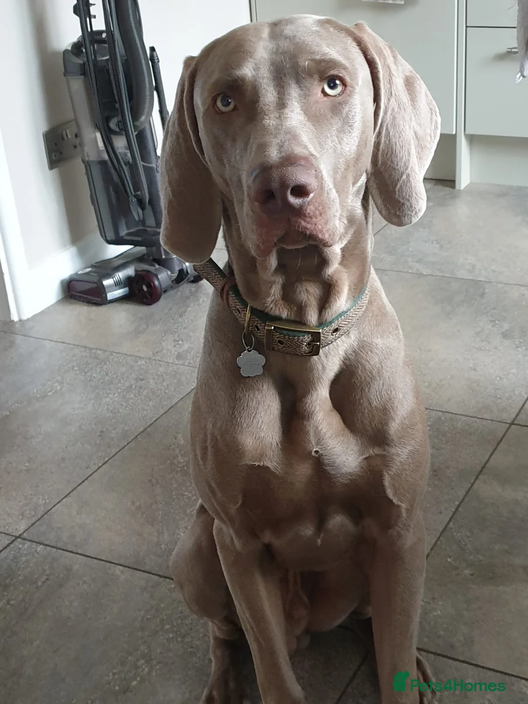 Weimaraner dogs for stud: '''''OAKLEY''''' 100% Proven Stud in Nottingham - Advert 2
