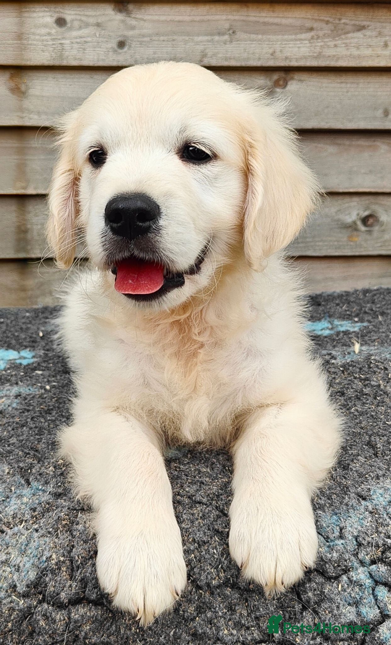 Golden Retriever dogs Chunky Cream Golden Retriever Puppies  - Advert 2