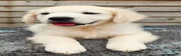 Golden Retriever dogs for sale: Chunky Cream Golden Retriever Puppies  - Advert 6