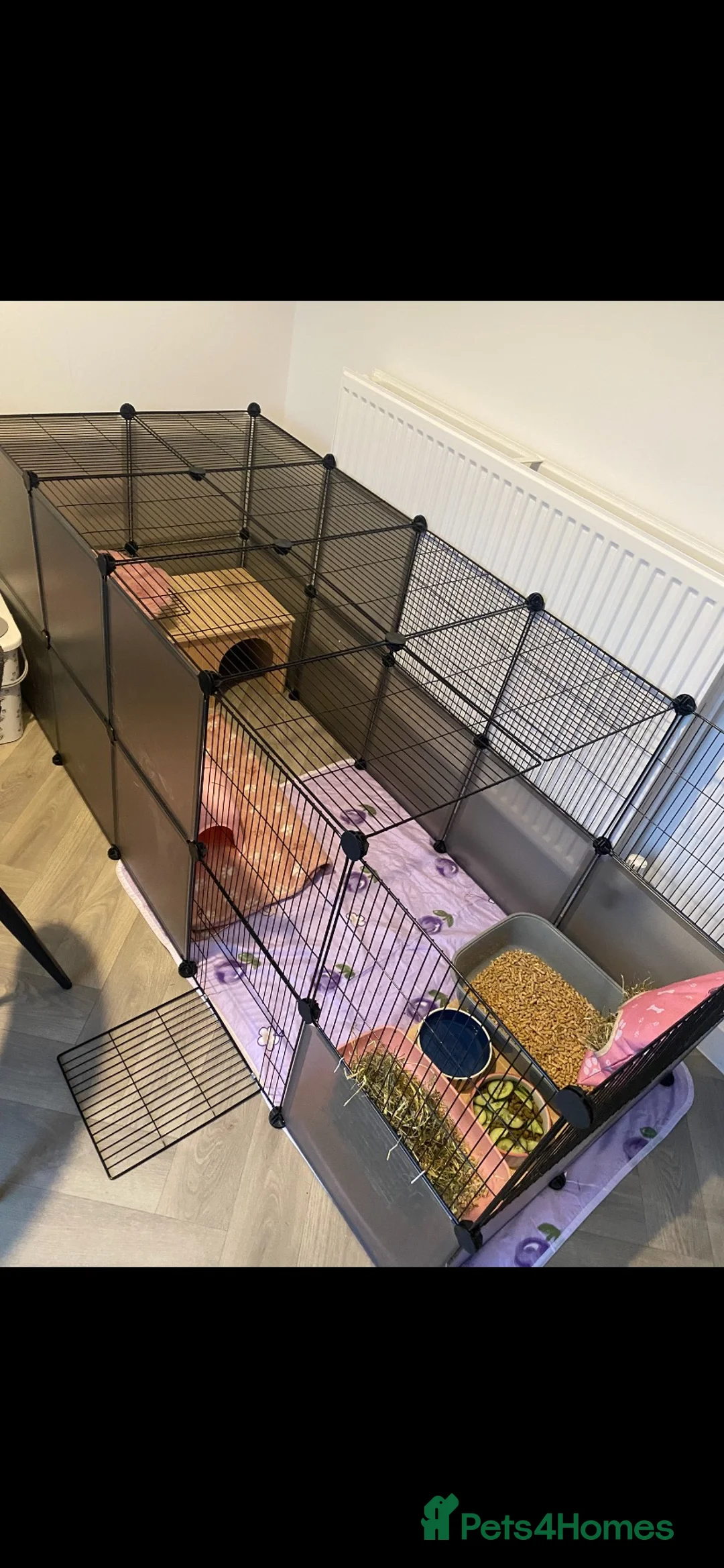 Mixed Breed rabbits for sale: Indoor sister rabbits must go together  in Ebbw Vale - Advert 5