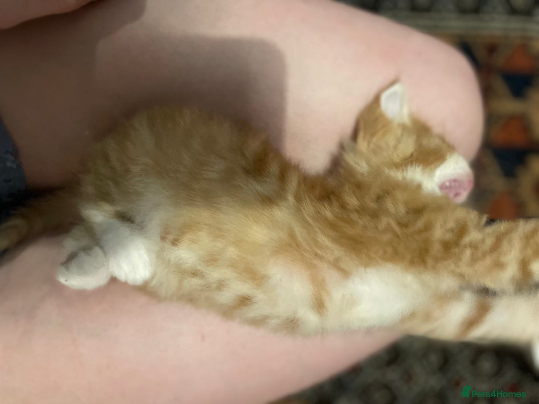 Domestic Shorthair cats for sale: litter of ginger and tuxedo kittens all boys - Image 9