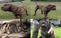 Neapolitan Mastiff dogs for sale: Neapolitan mastiff puppies due 27th September - Image 18