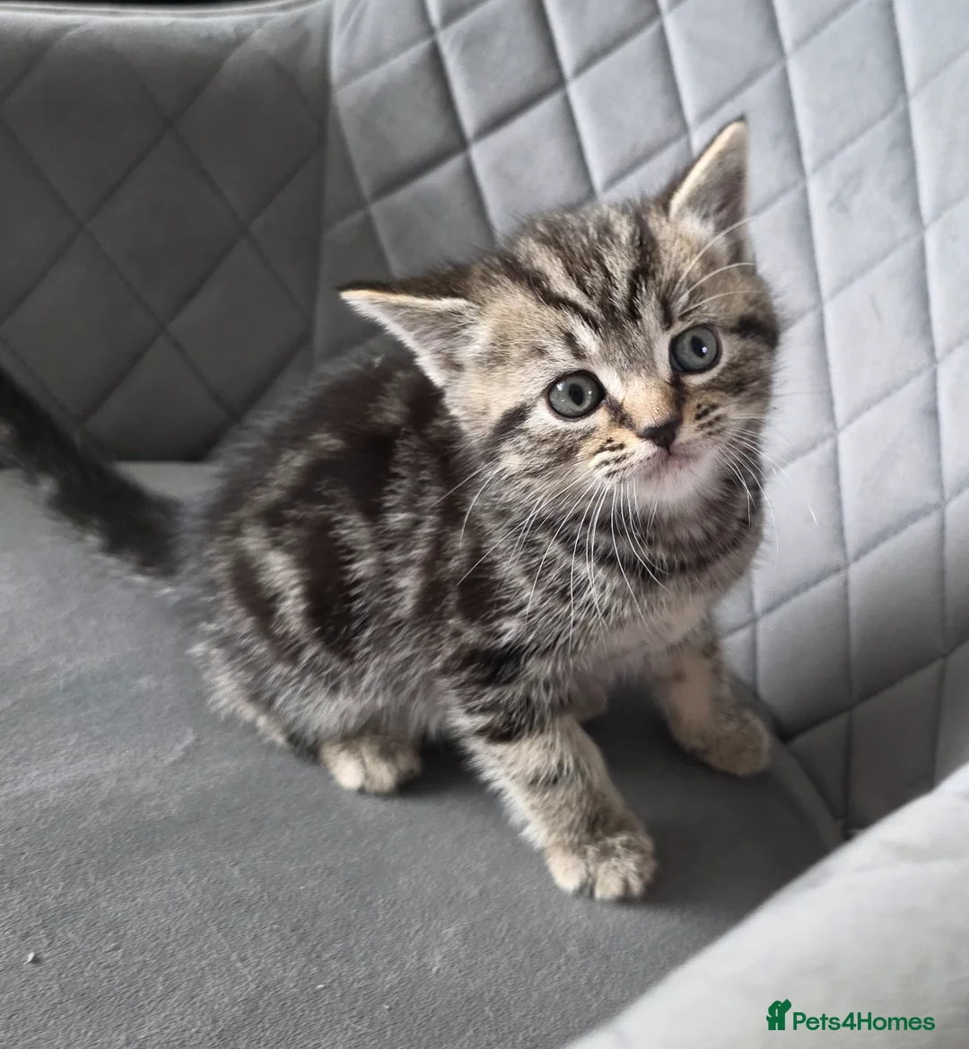 British Shorthair cats for sale: Beautiful Mixed British Shorthair Kittens - Advert 25