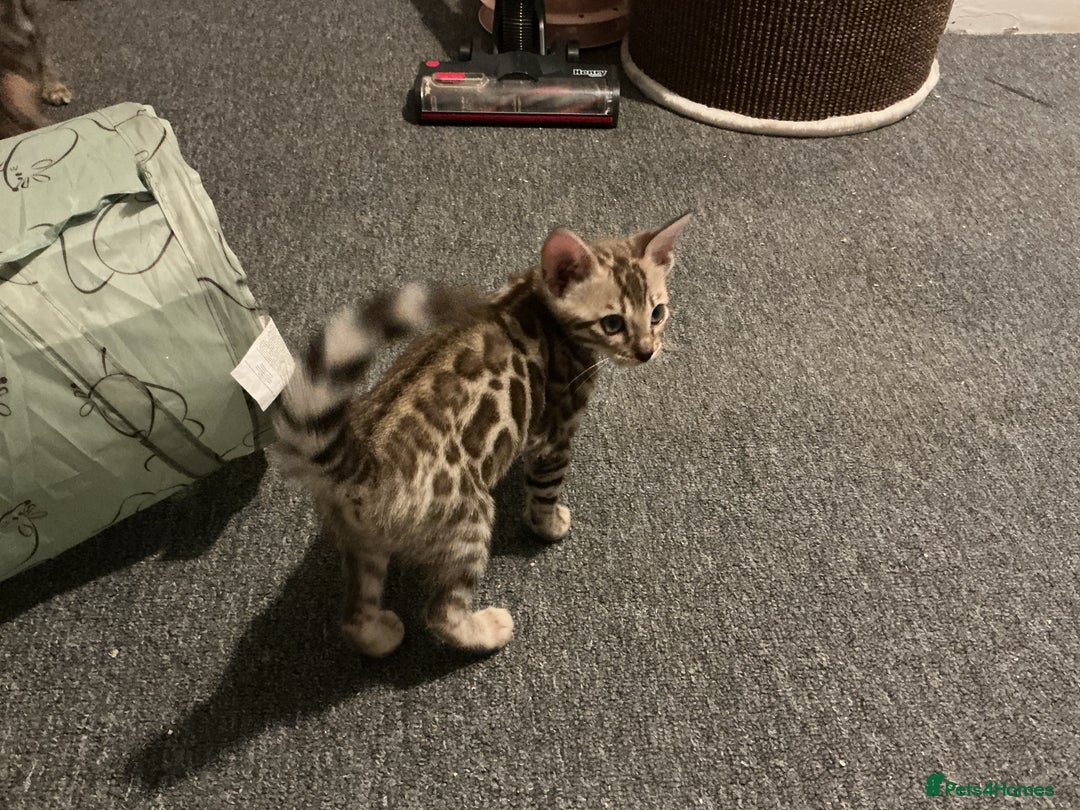 Bengal cats for sale: STUNNING TICA reg Bengal kittens ready to reserve - Image 36