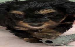 Maltipoo dogs for sale: Beautiful maltipoo puppies - Image 19