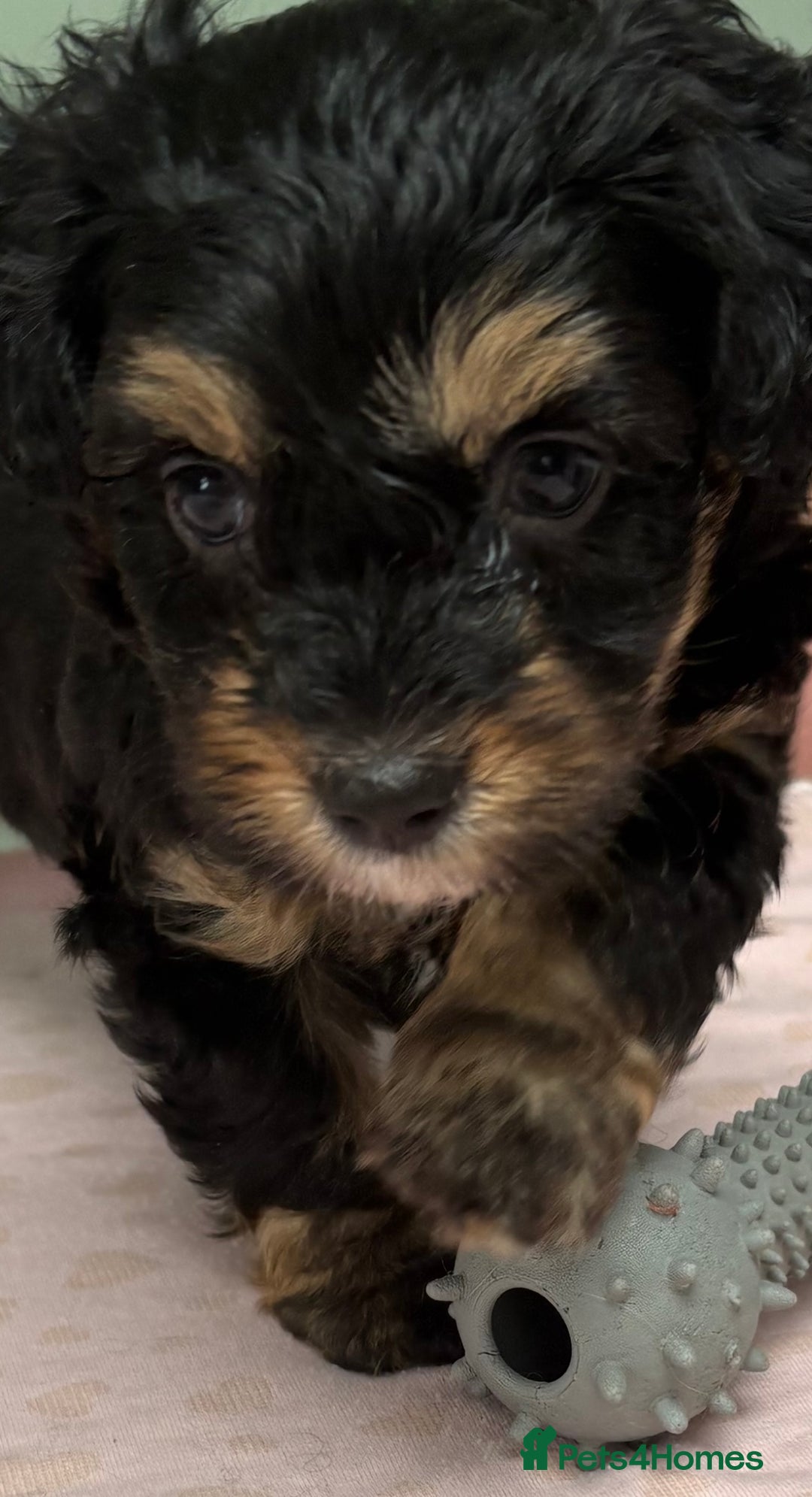 Maltipoo dogs for sale: Beautiful maltipoo puppies - Image 19