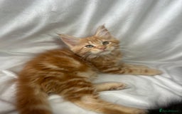 Maine Coon cats for sale: TICA REGISTERD MAINCOON KITTEN’S ⭐️ - Image 6