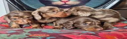 Miniature Dachshund dogs for sale: KC PRA clear Miniature dachshund puppies  - Advert 13