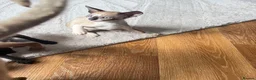 Cornish Rex cats for sale: Beautiful Cornish Rex’s ready for their new homes - Advert 6