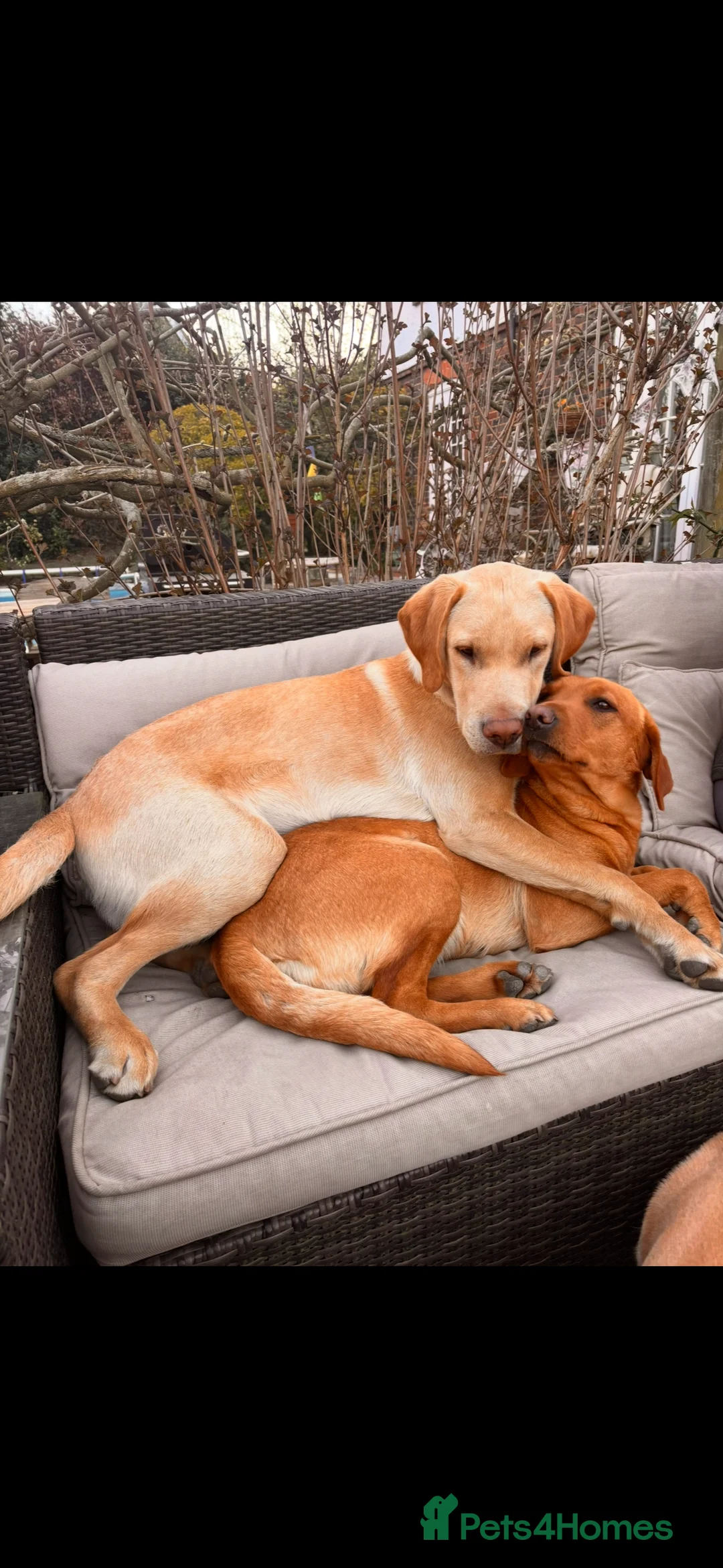 Labrador Retriever dogs for sale: 2 Beautiful Male Yellow / Red Fox Labradors   - Advert 4