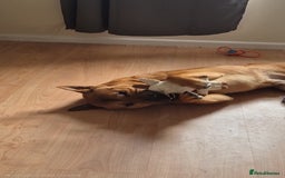 Mixed Breed dogs for sale: English bull terrier x Chow Chow  - Advert 1