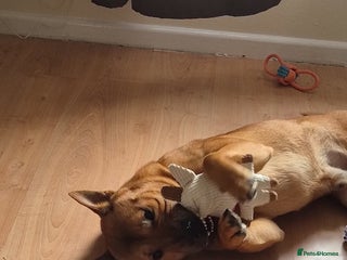 Mixed Breed dogs English bull terrier x Chow Chow - Advert 4