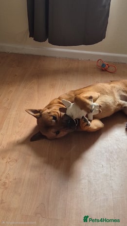 Mixed Breed dogs English bull terrier x Chow Chow - Advert 5