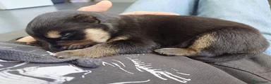 Shepsky Puppy 1