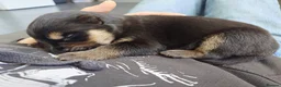 Shepsky dogs for sale: German Shepherd pups - Advert 35