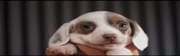 Miniature Dachshund dogs for sale: KC PIEBALD MINIATURE DACHSHUNDS in Birkenhead - Advert 15