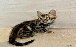 Bengal cats for sale: 🐾 Purebred BENGAL kittens🐾 - Image 15