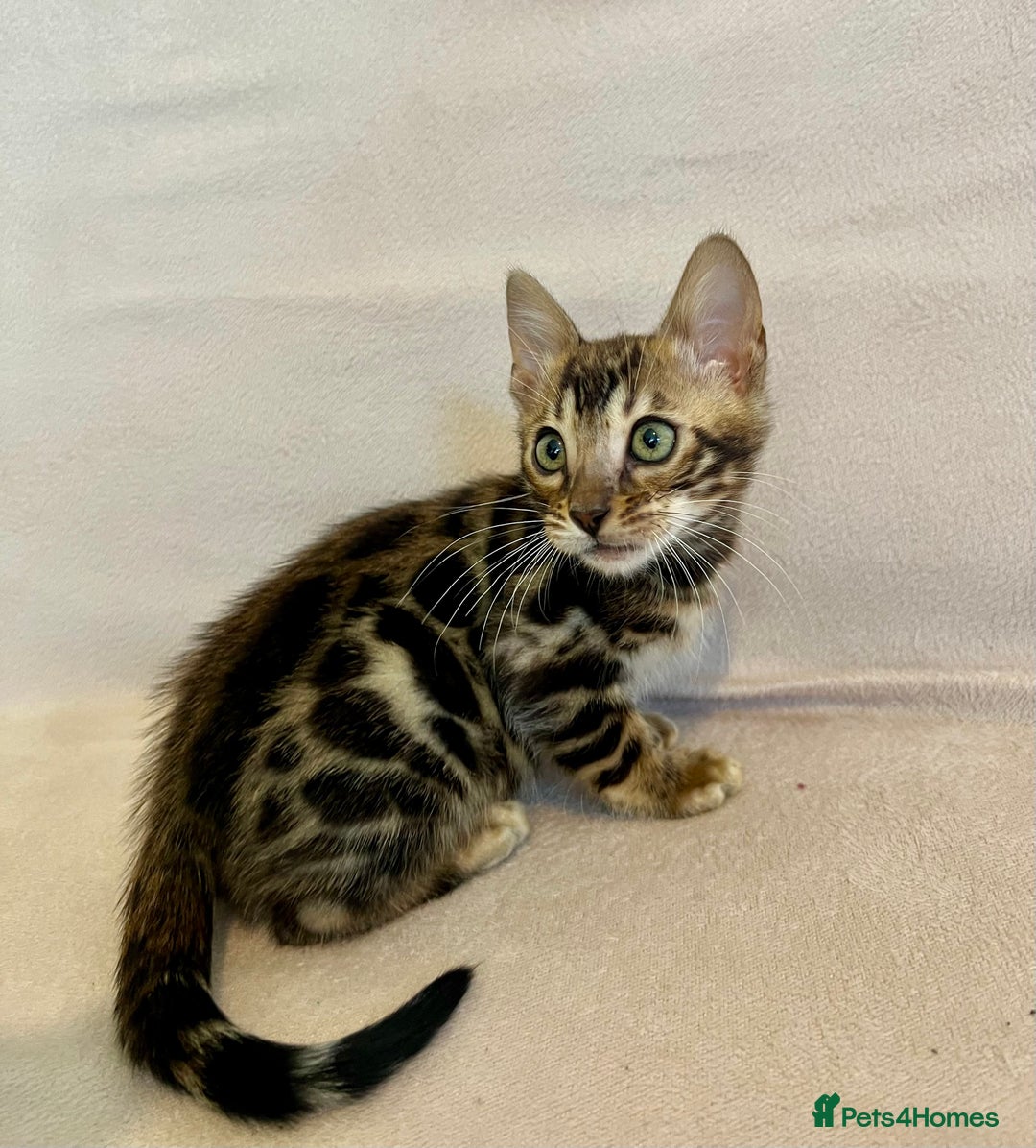 Bengal cats for sale: 🐾 Purebred BENGAL kittens🐾 - Image 15