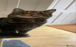 Bengal cats for sale: 2yo make bengal needs re-homing  - Image 4