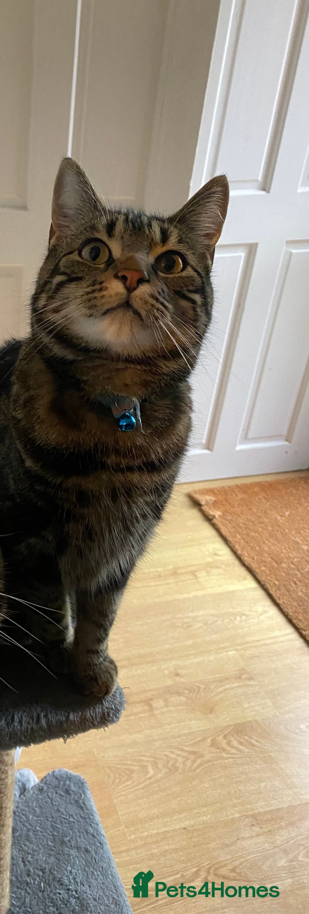 Bengal cats for sale: 2yo make bengal needs re-homing  - Image 4