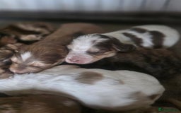 Cockapoo dogs for sale: Cockerpoo puppies F1. Stunning litter  - Image 15