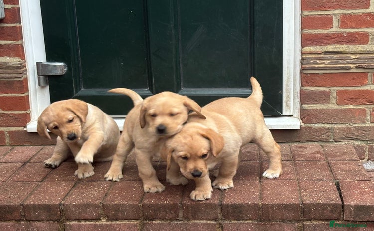 Labrador Retriever dogs - Advert 13