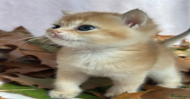 British Shorthair cats British Shorthair Golden kitten GCCF - Advert 14