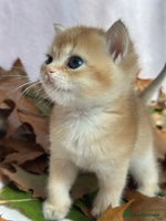 British Shorthair cats British Shorthair Golden kitten GCCF - Advert 14