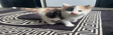 Mixed Breed Kitten 1