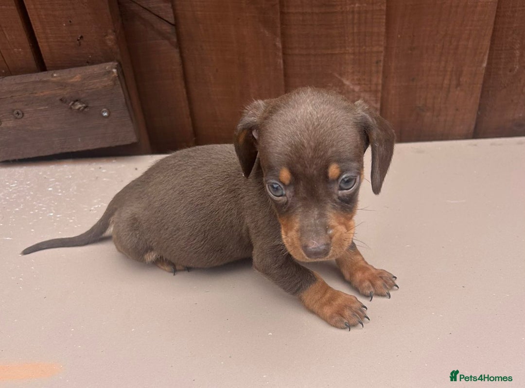 Dachshund dogs for sale: 6 beautiful dachshund puppies!!! - Image 19