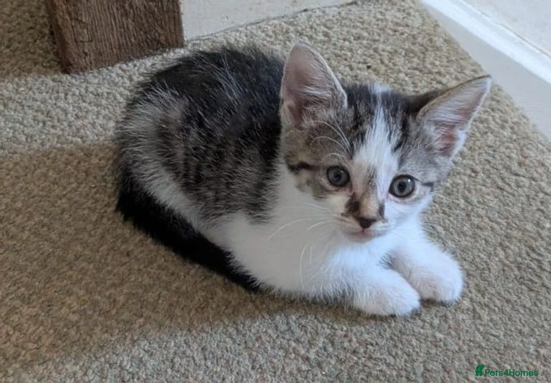 British Shorthair cats for sale: Friendly little kittens for sale - Advert 7