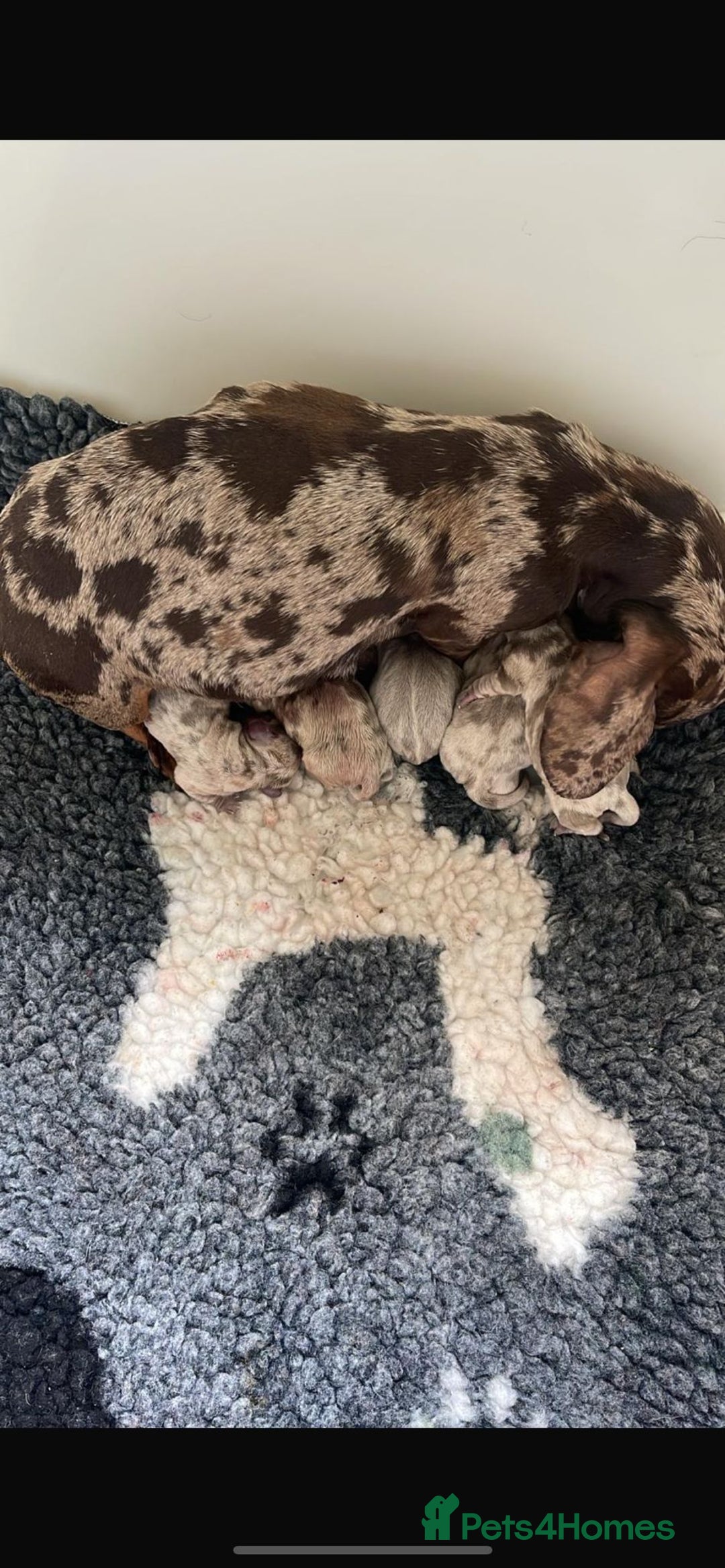 Miniature Dachshund dogs for sale: Miniature smooth haired dachshunds  - Image 1