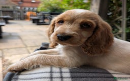 Cocker Spaniel dogs for sale: stunning pure show cockers health tested puppies - Image 5