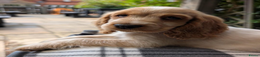 Cocker Spaniel Puppy 3