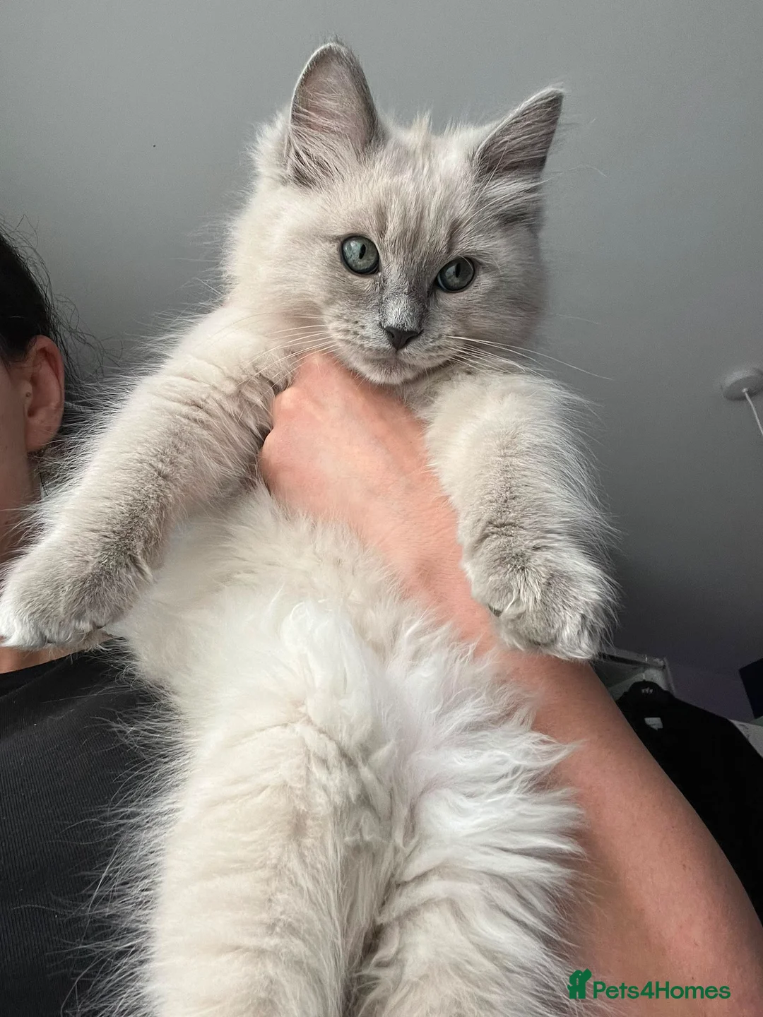 Ragdoll cats for sale: Blue Mink Cherubim Ragdoll kitten (green-eyed boy) - Advert 2