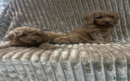 Cockapoo dogs for sale: Beautiful cockapoo’s - Image 4