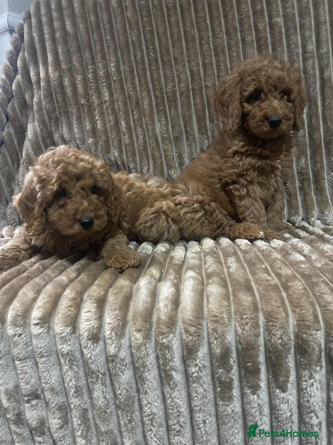 Cockapoo dogs for sale: Beautiful cockapoo’s - Image 4