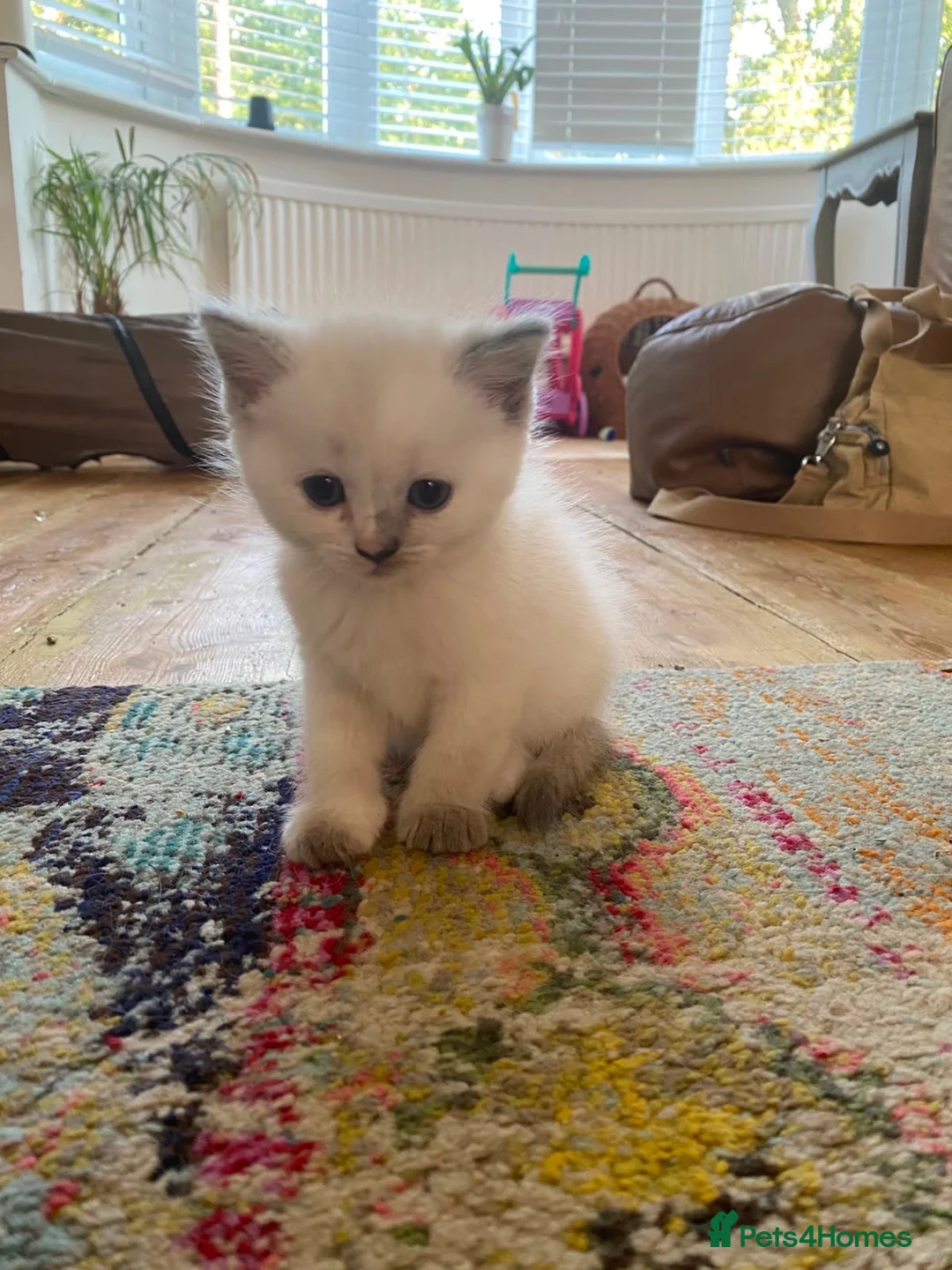 Ragdoll cats for sale: Ragdoll X BSH - Advert 2