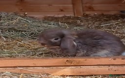 Mini Lop rabbits for sale: Mini lops boys ready to leave  - Image 4